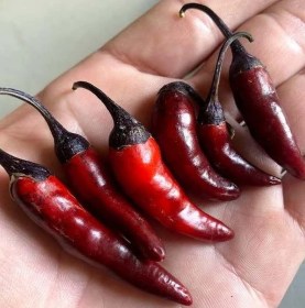 Dark Rios de Lavas chili